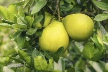 Рідкісні цитрусові та субтропічні плодові культури, Сад та город - інтернет журнал про дачу субтропічні