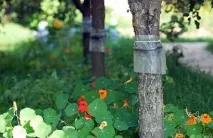 Садові мурахи відео-інструкція як позбавиться своїми руками, особливості боротьби народними відео-інструкція