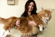 став