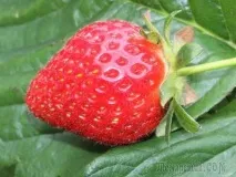 Секрети догляду за садовою суницею (полуниця) секрети