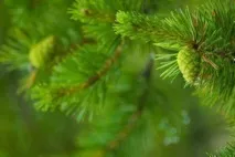 корисні властивості, рецепти, користь, сосновий мед з шишок рецепти