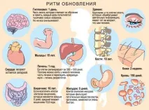 Система природного відновлення та оновлення організму! природного