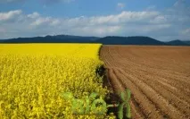 ріпаку