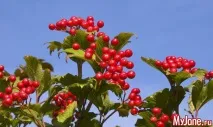 Весільне дерево - калина, історія, рецепти для здоров’я, народні рецепти калина