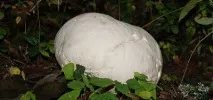 глави местообитание
