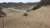 багато