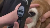 Глаукома у собак собак