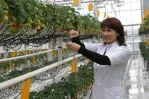 Голландські теплиці особливості та переваги нових технологій будівництва особливості