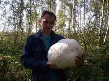 гигантско гигантско