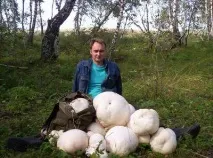 големи гигантско
