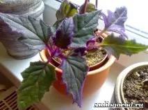 цвете ginura
