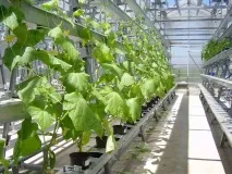 Голландські хитрощі у тепличному господарстві переваги голландських теплиць хитрощі