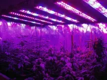 Голландські теплиці особливості та переваги нових технологій будівництва голландські