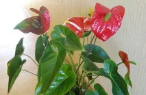Види кімнатної квітки антуріум (андре, шерцера, кришталевий) фото та догляд у домашніх умовах антуріум