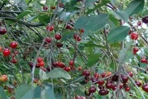 Вишня «Володимирська» - опис сорту, фото, відгуки вишня