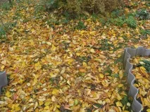 яблуні