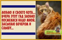 кішку