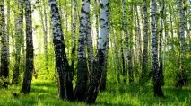 Заготовка березового соку - ⭐⭐⭐⭐⭐ - Бізнес ідеї, 2019-2020 ідеї