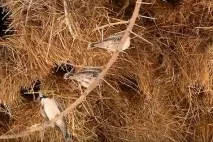 Знаменита велика п’ятірка тварин і менш відома мала знаменита