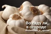 12 СПОСІБ ВИКОРИСТАННЯ ЧАСНИКУ, Дачники часнику