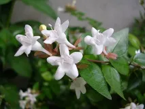 abelia