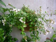 abelia