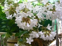 abelia