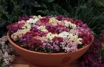 Аліссум - запашна квітка для саду запашна