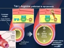 Аргінін - король бодібілдингу аргініну