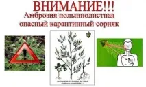 СТОП-АМБРОЗІЯ! серед