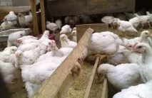 Хвороби бройлерів опис їх хвороб, симптоми та способи лікування хвороби