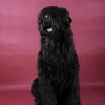 який