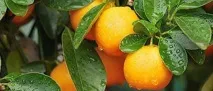 Чим корисний лимон для схуднення схуднення