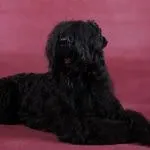 чорний