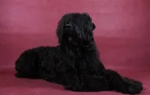 який