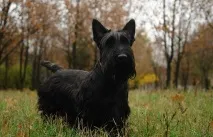 чорний