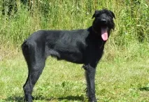 чорний