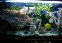 Домашні акваріуми акваріуми