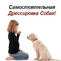 Дресирування німецької вівчарки в домашніх умовах дресирування