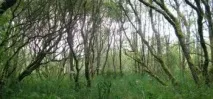 Fearn (Вільха) - Магія Шувані вільха
