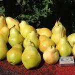Груша Чижовська опис сорту, гідності та недоліки, кращі запилювачі, характеристика плодів, опис