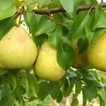 Груша Чижовська опис сорту, гідності та недоліки, кращі запилювачі, характеристика плодів, гідності