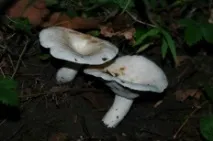 Грузді перцеві (Lactarius piperatus) piperatus