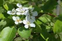 Груша Чижовська опис сорту, гідності та недоліки, кращі запилювачі, характеристика плодів, сорту
