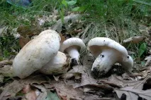 Грузді перцеві (Lactarius piperatus) грузді