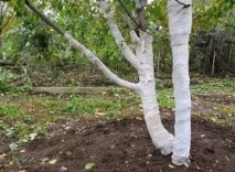 Груша Чижовська - опис сорту, посадка та догляд, запилювачі, фото, відео опис