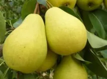 Груша Чижовська опис сорту, гідності та недоліки, кращі запилювачі, характеристика плодів, опис