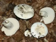Грузді перцеві (Lactarius piperatus) перцеві