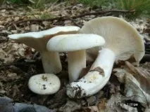 Грузді перцеві (Lactarius piperatus) перцеві