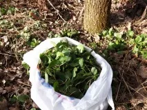 Грушанка цілолистова лікувальні властивості, протипоказання, застосування, де росте мала, користь цілолистова